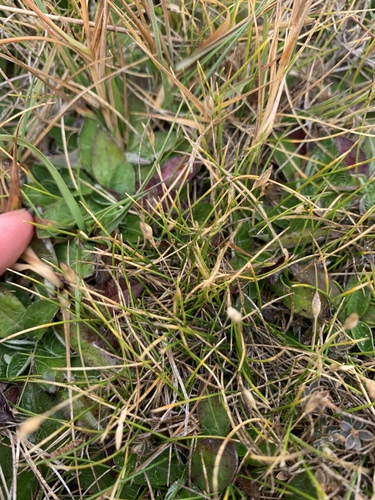 Rytidosperma exiguum, 2026-03-13