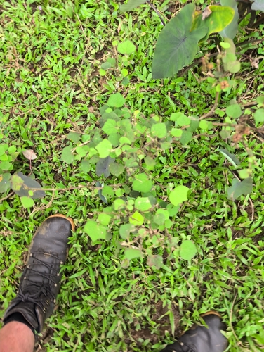 broadleaf carpetgrass
