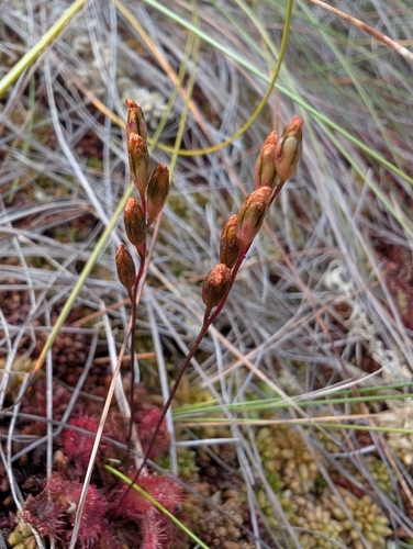 round-leaved sundew