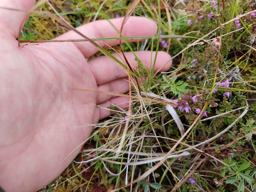 Festuca vivipara, photograph 2