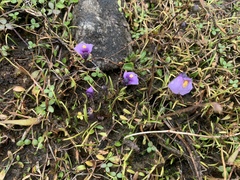 Utricularia dichotoma