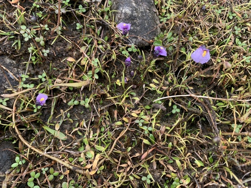 Utricularia dichotoma, photograph 1
