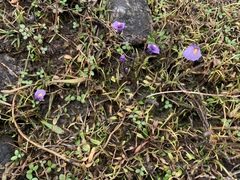 (c) Lorraine Cook, some rights reserved (CC BY) Utricularia dichotoma, photograph (c) Lorraine Cook, some rights reserved (CC BY)