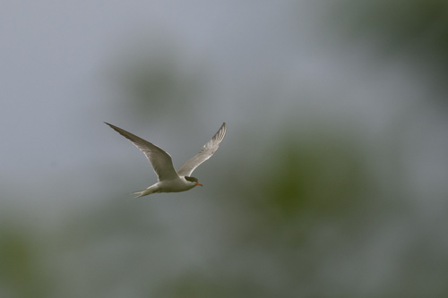 iNaturalist image