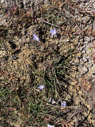 Veronica lilliputiana, photograph 1