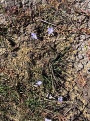 (c) Lorraine Cook, some rights reserved (CC BY) Veronica lilliputiana, photograph (c) Lorraine Cook, some rights reserved (CC BY)