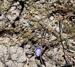 Veronica lilliputiana