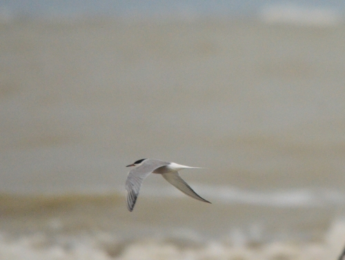 iNaturalist: (c) Егор Пылёв, some rights reserved (CC BY-NC), uploaded by Егор Пылёв iNaturalist image