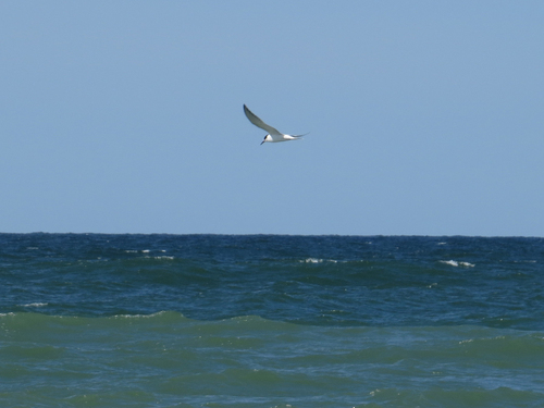 iNaturalist image