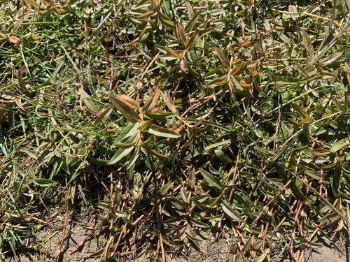 Veronica scutellata, photograph 5