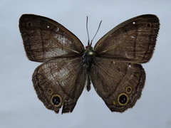Cissia pompilia