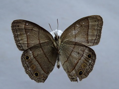 Cissia pompilia