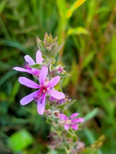 purple loosestrife