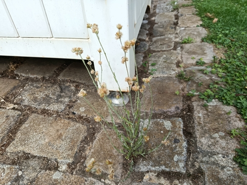 Jersey Cudweed