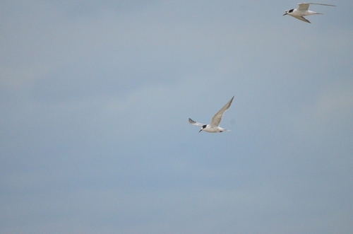 iNaturalist: (c) Егор Пылёв, some rights reserved (CC BY-NC), uploaded by Егор Пылёв iNaturalist image