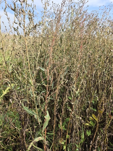 prickly lettuce