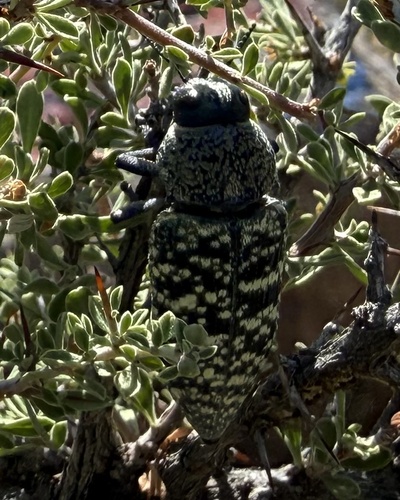 Lampetis drummondi