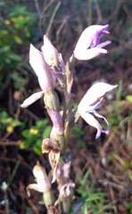 Limodorum trabutianum