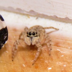 Menemerus semilimbatus