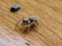 Menemerus semilimbatus