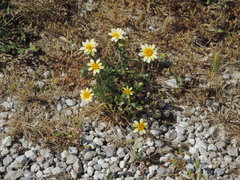 Anacyclus radiatus