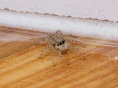 Menemerus semilimbatus