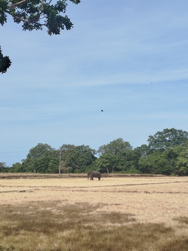 Sri Lankan Elephant
