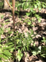 Smilax ecirrhata