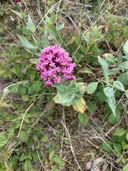Centranthus ruber