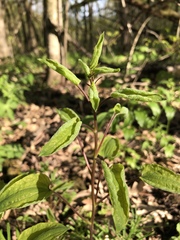 Smilax ecirrhata
