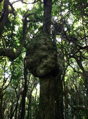 Melicytus ramiflorus