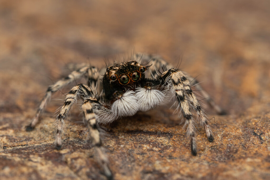 Plexippoides gestroi