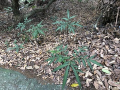 Amorphophallus kiusianus