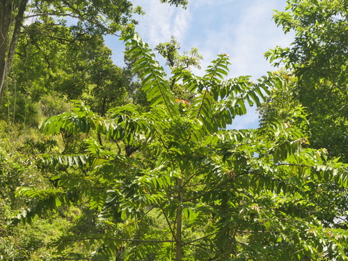 Duabanga grandiflora