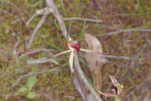 Caladenia stellata