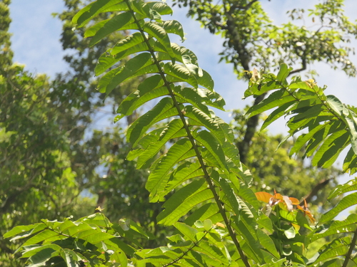 Duabanga grandiflora, photograph 3