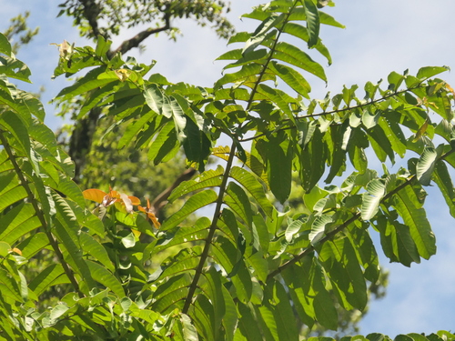 Duabanga grandiflora, photograph 4