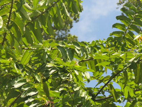 Duabanga grandiflora, photograph 5