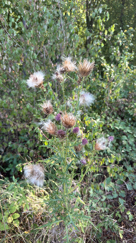 Bull Thistle