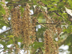 Engelhardia spicata, photograph (c) Sagnik Dutta Roy, some rights reserved (CC BY)
