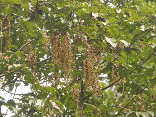 Engelhardia spicata, photograph 1