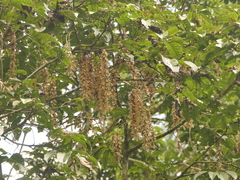 Engelhardia spicata, photograph (c) Sagnik Dutta Roy, some rights reserved (CC BY)