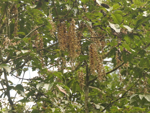Engelhardia spicata (Engelhardia spicata)