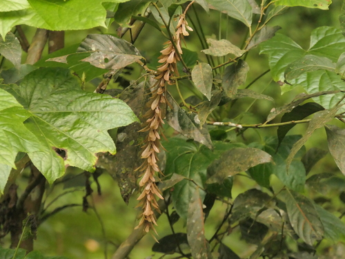 Engelhardia spicata, photograph 3