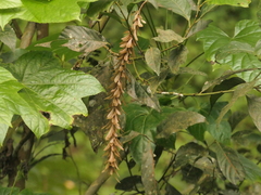 Engelhardia spicata, photograph (c) Sagnik Dutta Roy, some rights reserved (CC BY)