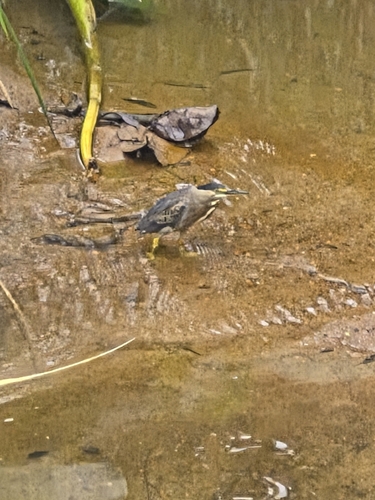 iNaturalist image