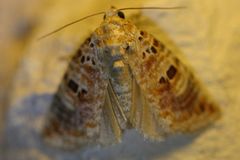 Diastema tigris