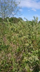 Salix repens