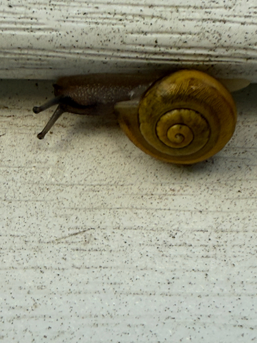 Cepaea