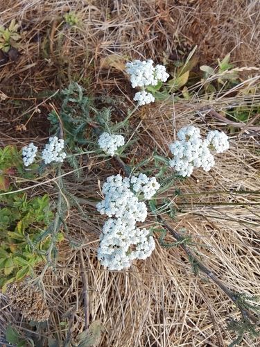common yarrow